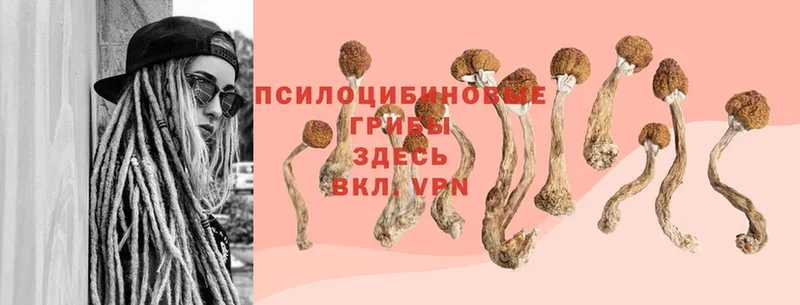 Галлюциногенные грибы Cubensis  наркотики  Райчихинск 